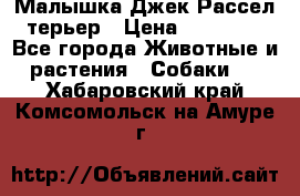 Малышка Джек Рассел терьер › Цена ­ 40 000 - Все города Животные и растения » Собаки   . Хабаровский край,Комсомольск-на-Амуре г.